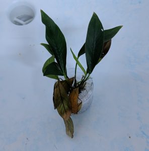 anubias right out of packaging
