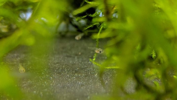 1 Day Old Endlers in Java Moss