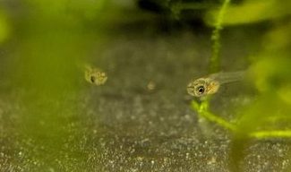 1 Day Old Endlers in Java Moss
