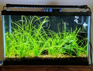 Nicrew ClassicLED on 10g dirted tank