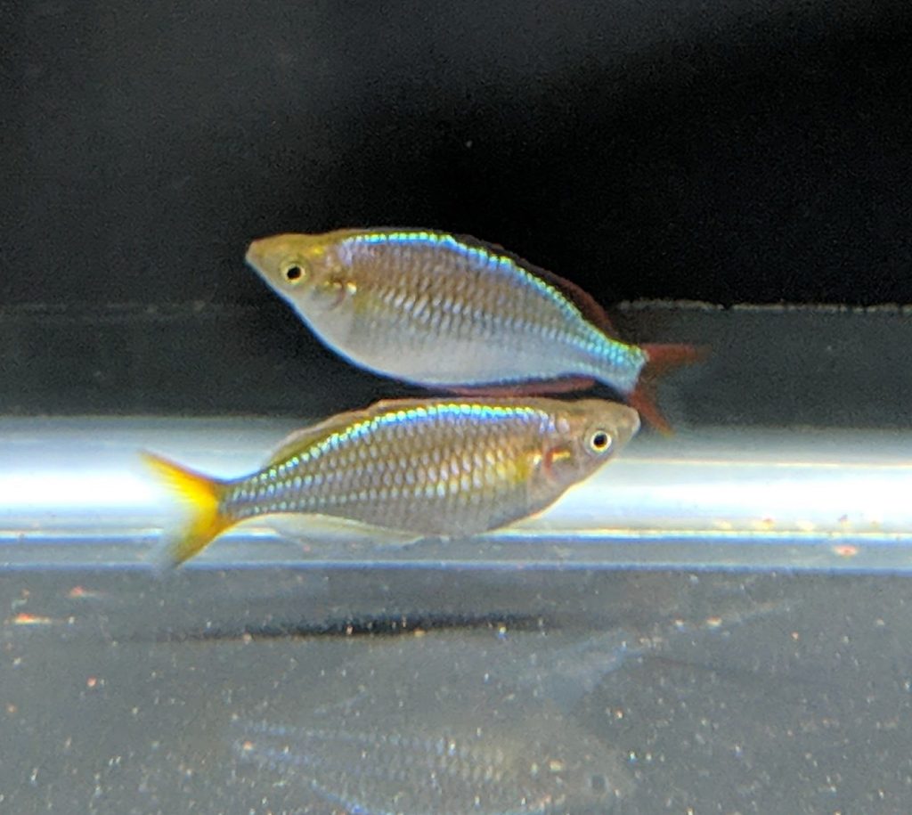 Male and Female Dwarf Neon Rainbowfish