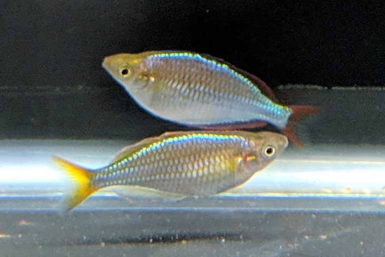 Breeding Dwarf Neon Rainbowfish