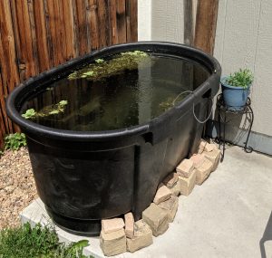 Outdoor Guppy Tub