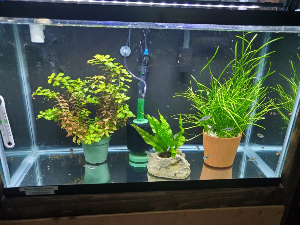 Potted Plants in an Aquarium