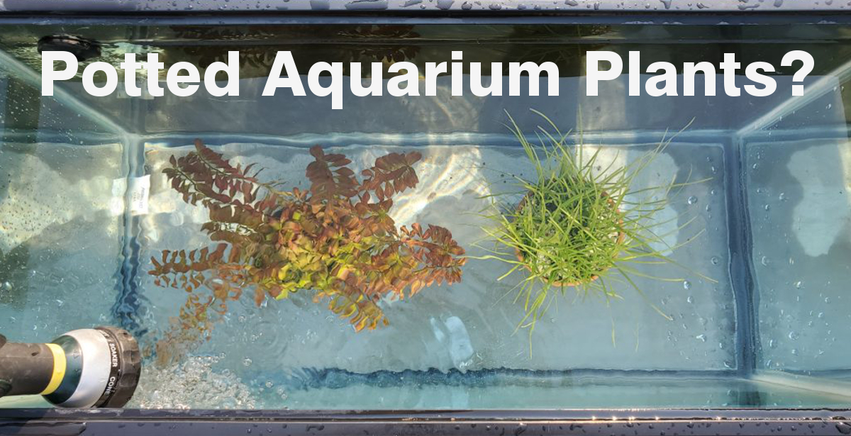 Adding Potted Plants to Your Aquarium - Odin Aquatics