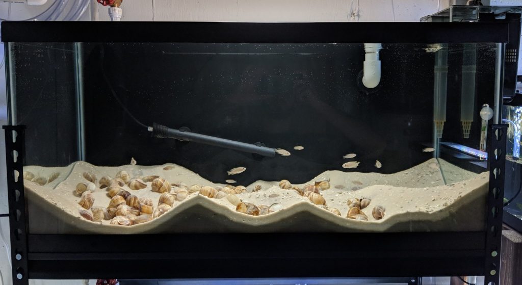 Tank Decor 50 Escargot Shells for Shelldwelling Cichlids 