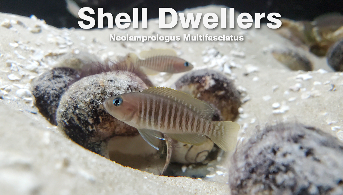 How to Setup an Aquarium for Neolamprologus Multifasciatus Shell Dwellers - Odin Aquatics