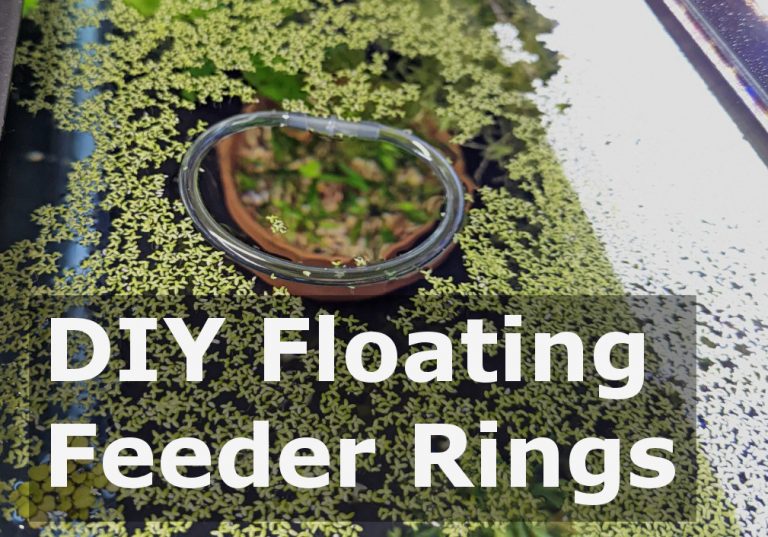 DIY Floating Fish Feeder Rings