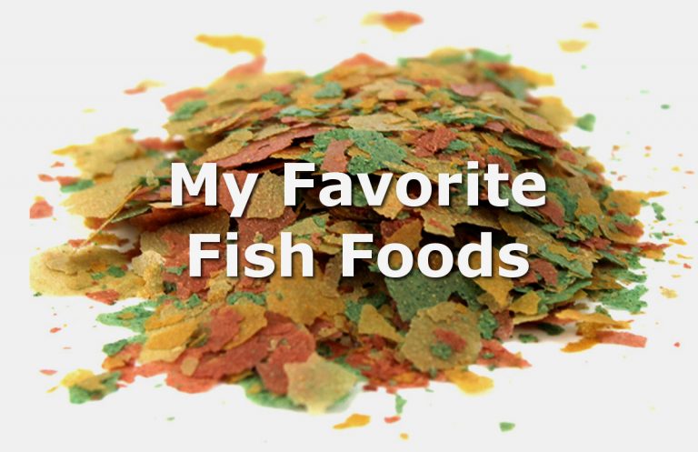 My Favorite Fish Foods